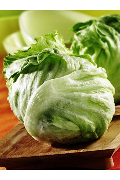 ERDEM GARDEN Yerli Doğal Göbek Marul (ICEBERG) Tohumu 100 Ad. Tohum