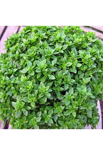 GARDENYA TOHUMCULUK Fesleğen (iri Yapraklı) Tohumu