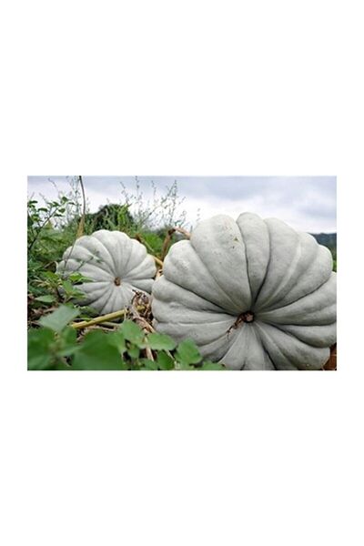 ŞİFAGIDA Bal Kabak Tohumu (kestane Kabağı) 20ad