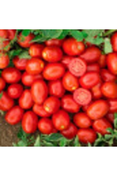 GARDENYA TOHUMCULUK 100 Adet Rio Grande Domates Tohumu