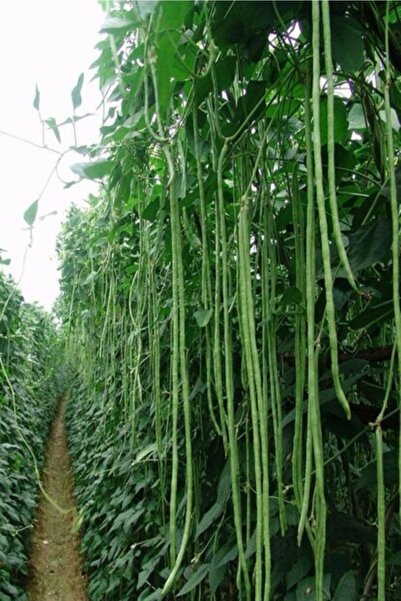 Murat Tohumculuk Sırık Börülce Tohumu Doğal Sırık Börülce Tohumu Sırık Acebek Tohumu 10 Adet Tohum