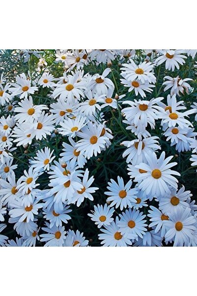 bahçevilya Margarit Papatya (35 TOHUM) Iki Paket Tohum