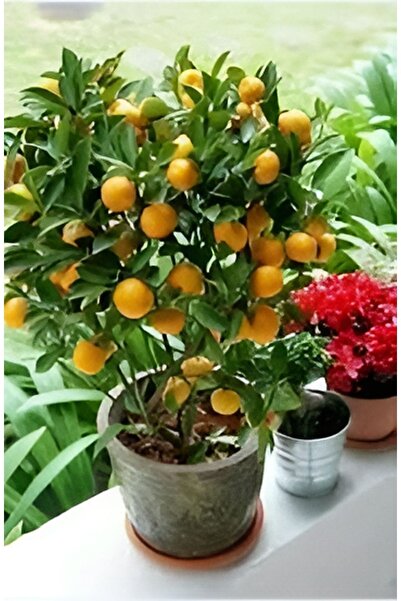 Akdeniz Fidan Mandalina Ağacı Fidanı Aşılı Gür Yaprak ve Dallı Mis Kokulu