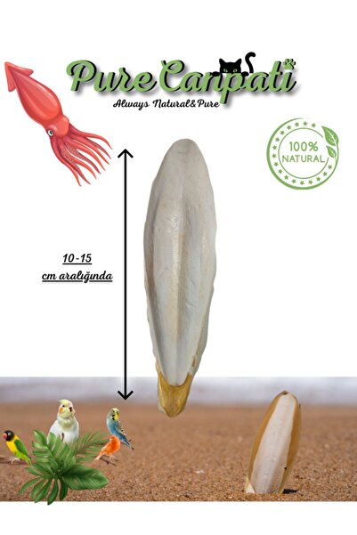 PureCanpati L Boy Kalamar Kemiği(İri Boy 10-15 cm aralığında)