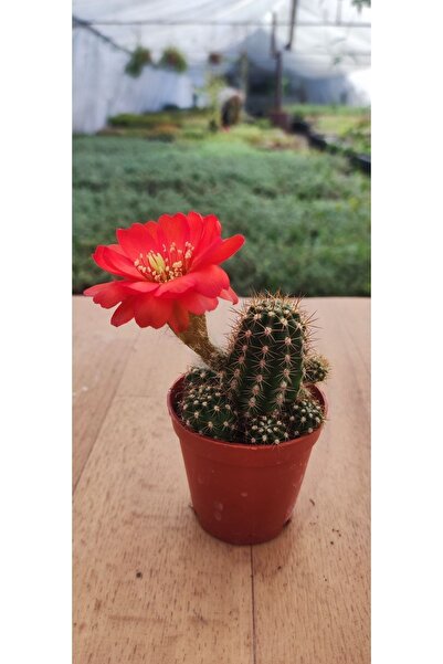 Ravza Çiçekçilik Echinopsis Big Bertha Kaktüs ( 5.5 Saksıda ) Çiçek Açan Itha...
