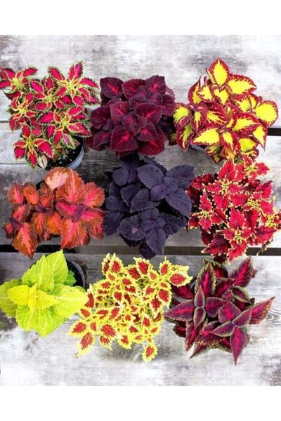 Genel Markalar 10 Adet Karışık Kolyos Çiçek Tohumu