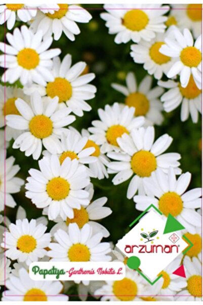 Arzuman Tohum Papatya Çiçek Tohumu