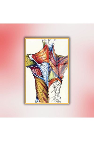GAAGART Μεταλλικός σκελετός Γυάλινος Ορθοπεδικός Πολυκλινικός Πίνακας Μυών και Σκελετού