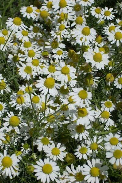 ZENGARDEN EV VE BAHÇE Şifalı Alman Papatyası Tohumu Elma Kokulu