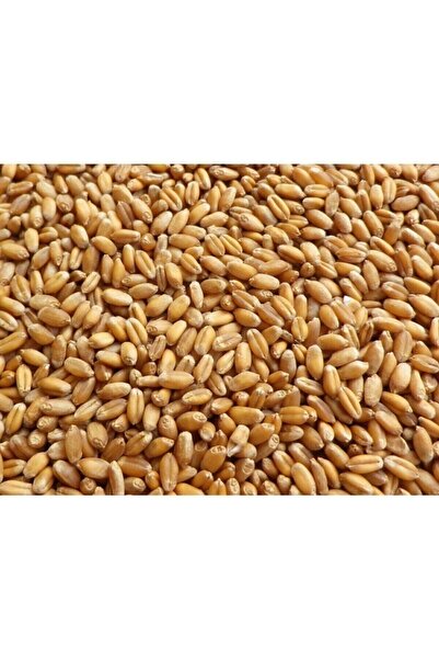 ÖZİLTARIM Buğday Naturel Yemlik 25 Kg