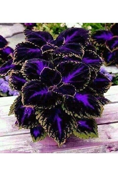 Genel Markalar 10 Adet Özel Kolyos (yaprak Güzeli) Çiçek Tohumu