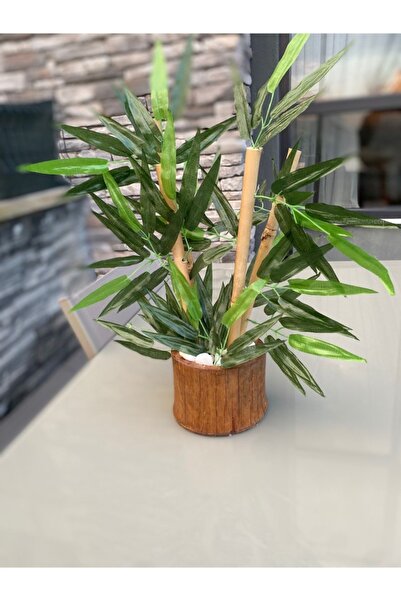 NS BAMBU DEKOR Gerçek Bambu Saksılı Bambu Masaüstü 40 Cm Dekor 40 Cm