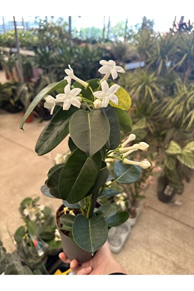 Çiçek Madagaskar yasemin çiçeği