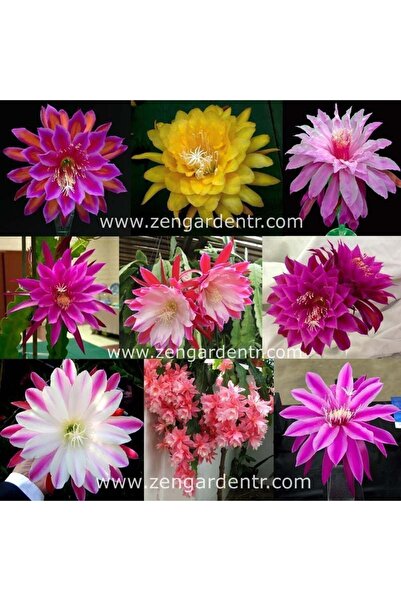 ZENGARDEN EV VE BAHÇE Kokulu atlas kaktüs tohumu epiphyllum hibrit orkide kaktüsü