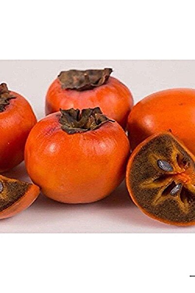 Efter Hachiya Trabzon Hurması Ağacı