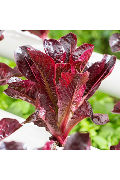 ZENGARDEN EV VE BAHÇE Super red romaine kırmızı yaprak marul tohumu atalık