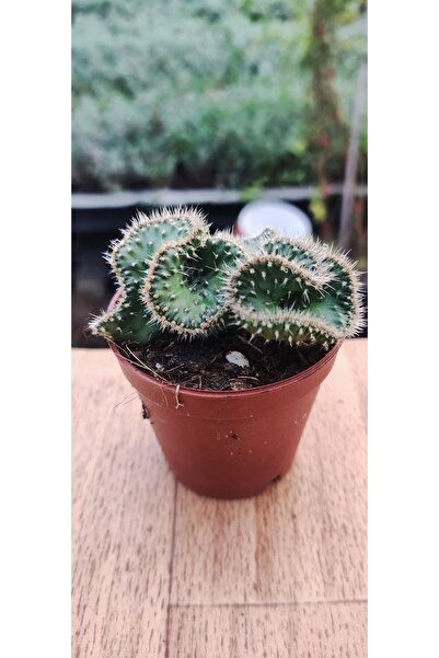 Ravza Çiçekçilik Opuntia Cristata Cactus ( Nadir Tür Beyin Kaktüs ) 5,5 Cm Saksıda Dolgun Ve Formlu