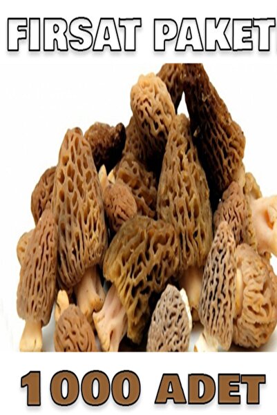 tohumcu kikizade +1000 adet kuzu göbeği mantarı tohumu 1000 adetlik süper fır...