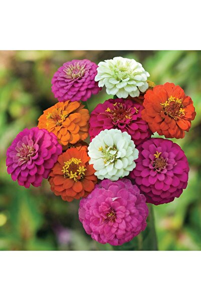 Tohum Dünyası 40 Adet Zinnia Dahlia Çiçek Tohumu- Dev Çiçekli