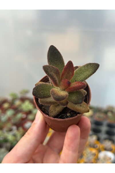 SukuLand Kalanchoe tomentosa chocolate soldier koleksiyonluk özel tür sukulen...