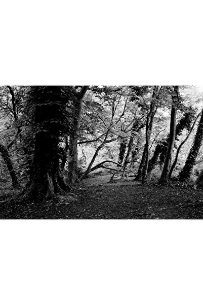 artoloji Irem Türkkan-ancient-2019-pearl Paper Üzerine Karanlık Oda Baskısı-2...