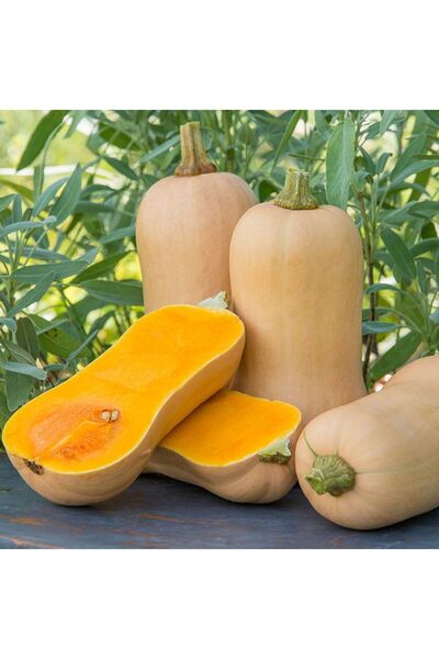 Tohum Dünyası 5 Adet Ödüllü Waltham Bal Kabağı Tohumu