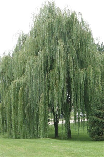 Genel Markalar 3 Yaş Tüplü Salkım Söğüt Fidanı 150-180 Cm