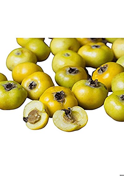 Efter Sarı Alıç Ağacı