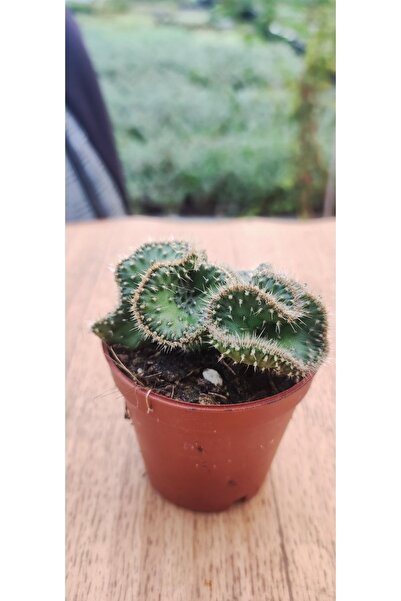 Ravza Çiçekçilik Opuntia Cristata Cactus ( Nadir Tür Beyin Kaktüs ) 5,5 Cm Saksıda Dolgun Ve Formlu