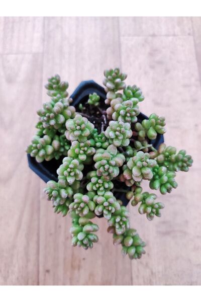 Ravza Çiçekçilik Boncuk Sedum Sedum Rubrotinctum 6 cm Saksıda