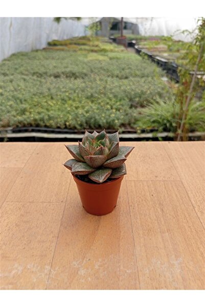 Ravza Çiçekçilik Echeveria Purpusorum ( 5,5 Cm )