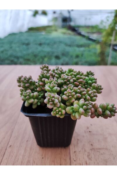 Ravza Çiçekçilik Boncuk Sedum Sedum Rubrotinctum 6 cm Saksıda