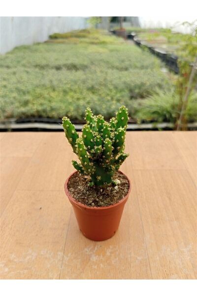 Ravza Çiçekçilik Opuntia Monacantha ( 5,5 Cm )