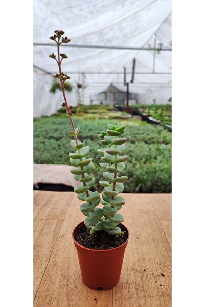 Ravza Çiçekçilik Crassula Perfossa (5.5 Cm Saksıda) Duğme Sukulent Ev Ve Salo...
