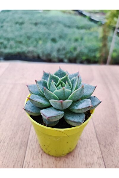 Ravza Çiçekçilik Echeveria Ben Badis Sukulent ( 5.5 Cm Saksıda )