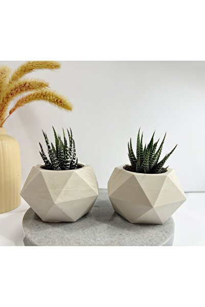 Sukulent Canlı Çiçek Ve Beyaz Geometrik Saksı Haworthia Limifolia Ve Haworthia