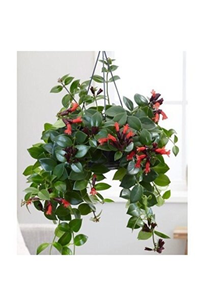 Berceste Peyzaj tasarım Aşinantus- Ruj Çiçeği