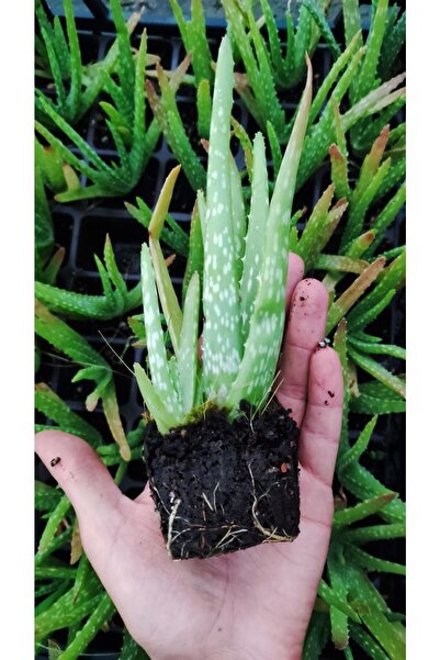 Ravza Çiçekçilik Aloe Vera Fidesi 15-20 cm Arasında