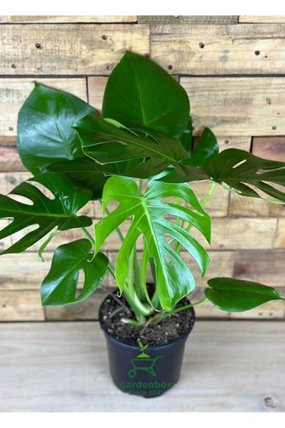Gardenbox Monstera Deliciosa Deve Tabanı 30-60Cm