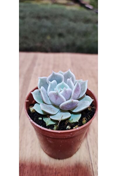 Ravza Çiçekçilik Echeveria Lola Succulent ( Yaprak Ucu Pembeleşen Sukulent ) ...