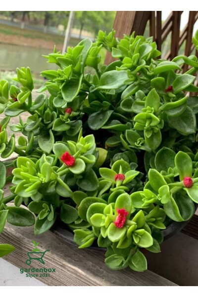 Gardenbox Pink Delosperma Buz Çiçeği 10 ADET Tüplü 10-20Cm