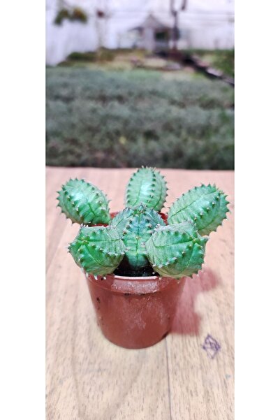 Ravza Çiçekçilik Euphorbia Pulvinata 5,5 cm Saksıda Dolgun Ve Formlu
