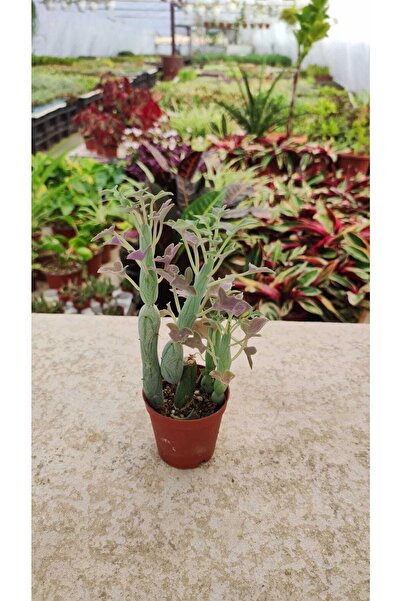 Genel Markalar Senecio Articulatus Sukulent ( Turşu Bitkisi Sukulent 5,5 Cm S...
