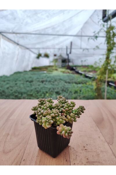 Ravza Çiçekçilik Boncuk Sedum Sedum Rubrotinctum 6 cm Saksıda