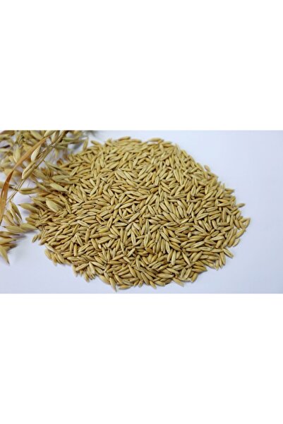 Badem Akvaryum Yulaf Tohumu Kuş Yemi 1 Kg