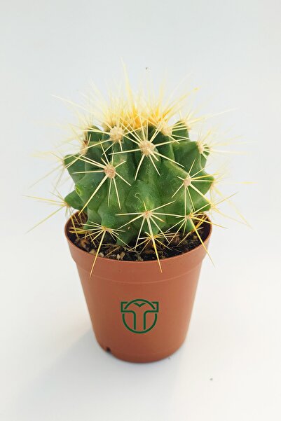 Toptan Kaktüs Altın Fıçı Kaktüsü, Echinocactus Grusonii, (5.5 CM)