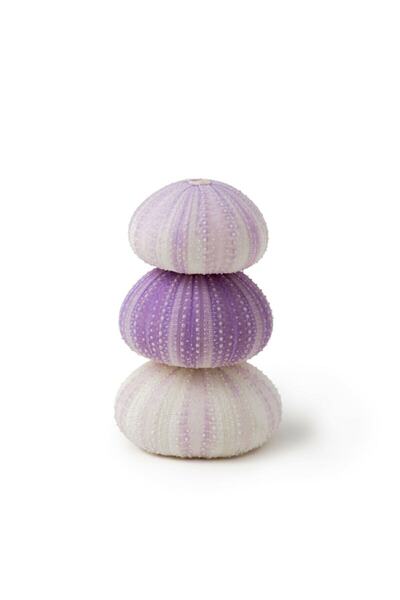 Quality Sea Chestnut Violet- 1 Most Stylish Decoration Product All Natural