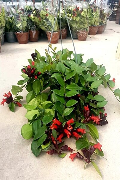 Online Botanik Ruj Çiçeği (20~40 Cm)