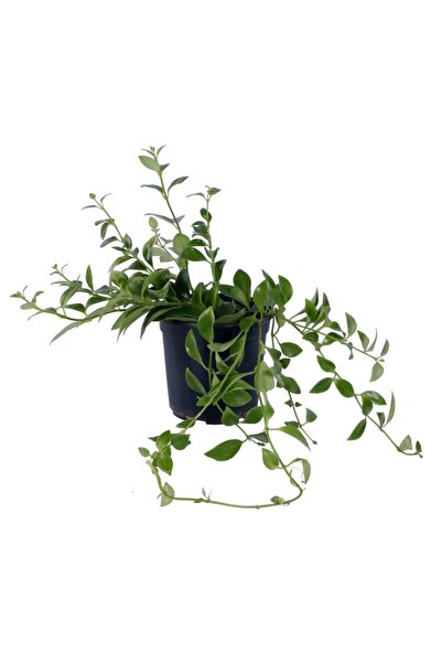 HOBİ VE BAHÇE Ruj Çiçeği - Aeschynanthus Sarmaşığı - Askılı Saksı'da