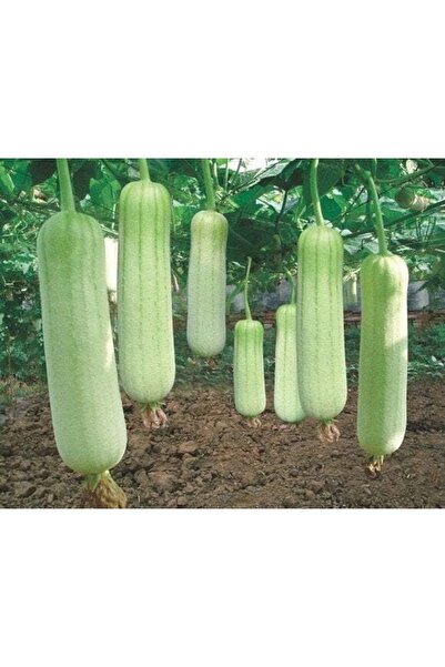 cicekfidantohumbitki Lif Kabağı 5 Tohum